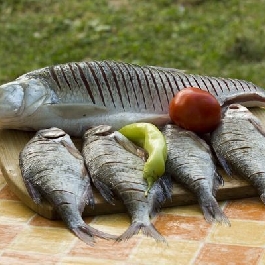 Hagyományos sült keszeg